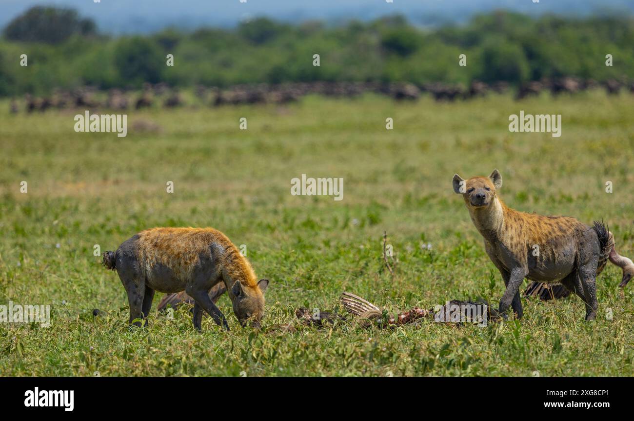 Spotted hyenas feeding on a wildebeest carcass. Western Serengeti, Grumeti area. Serengeti National Park, Tanzania. Stock Photo