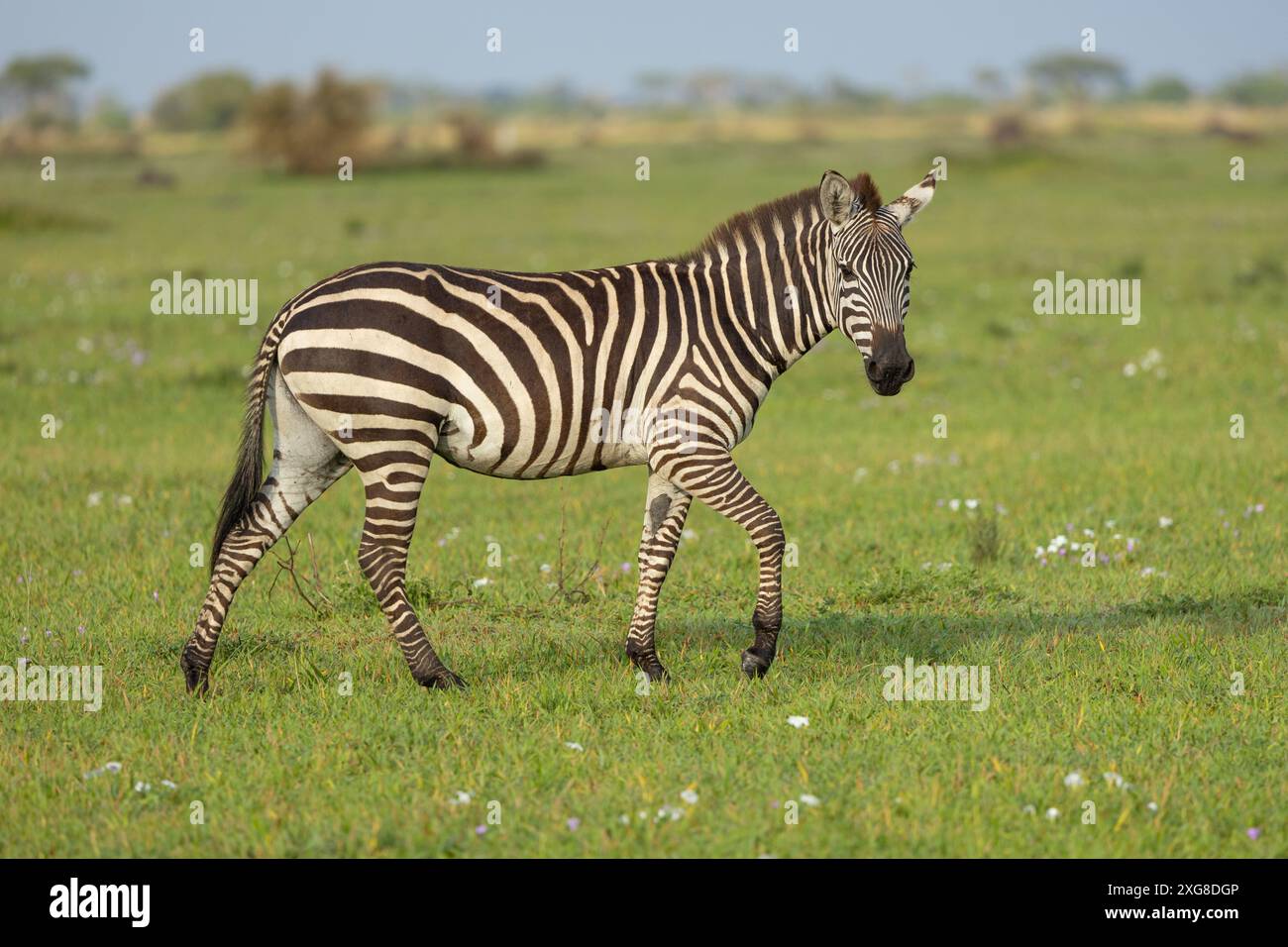 Lone zebra walking in lush green savanna. Western Serengeti, Grumeti area. Serengeti National Park, Tanzania. Stock Photo