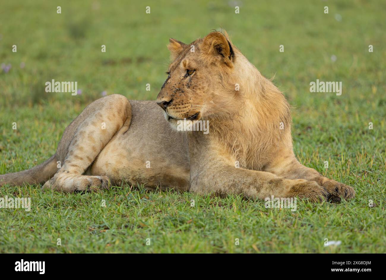 Male lion portrait serengeti hi-res stock photography and images - Alamy