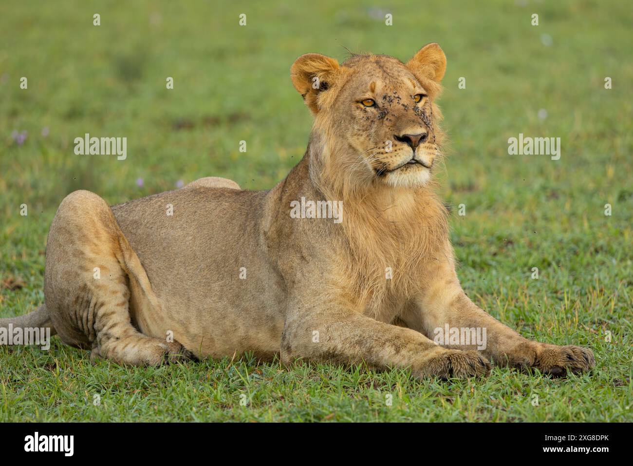 Lion sitting up hi-res stock photography and images - Alamy