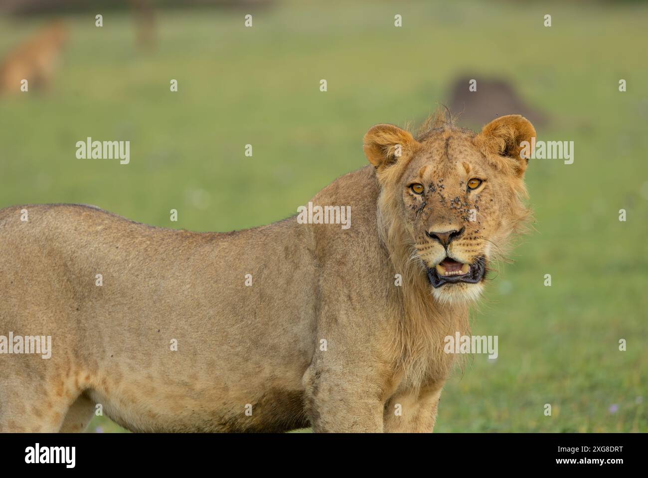 Close up young male lions hi-res stock photography and images - Alamy