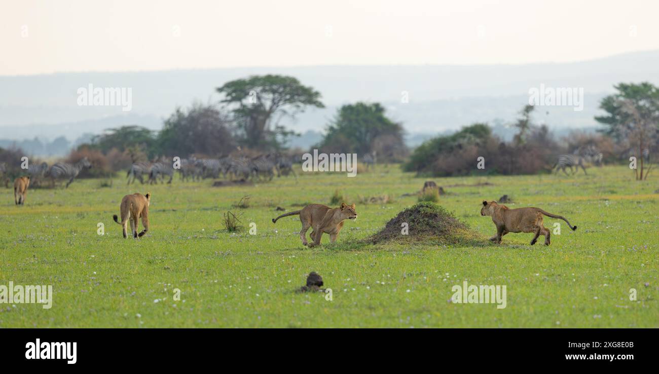 Lionesses at play in the Western Serengeti. Grumeti area of Serengeti National Park, Tanzania. Stock Photo