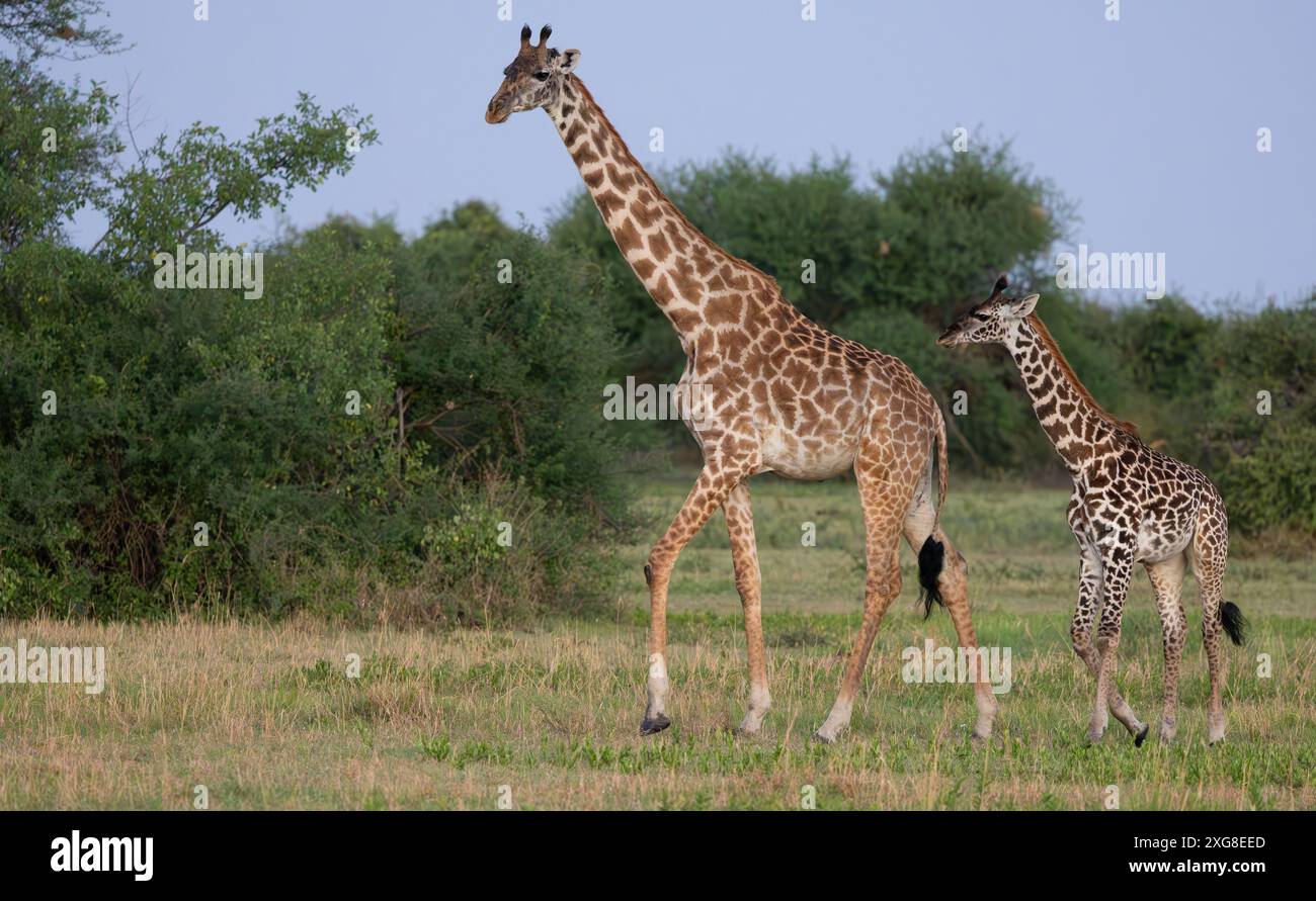Giraffe in western serengeti hi-res stock photography and images - Alamy