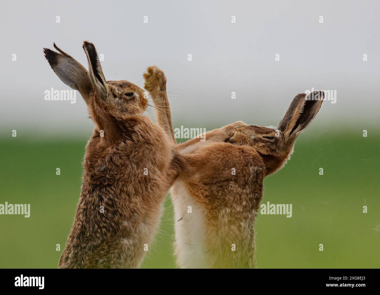 Boxing HaresA punch on the nose . Close up of a male and female Brown