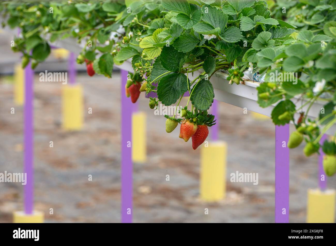 hanging beds with strawberries in a greenhouse Stock Photo - Alamy