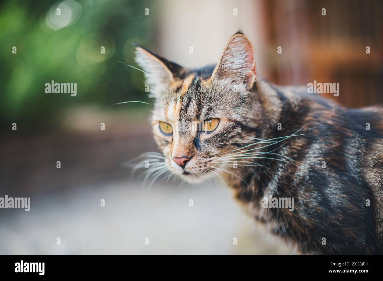Cat in the garden Stock Photo - Alamy