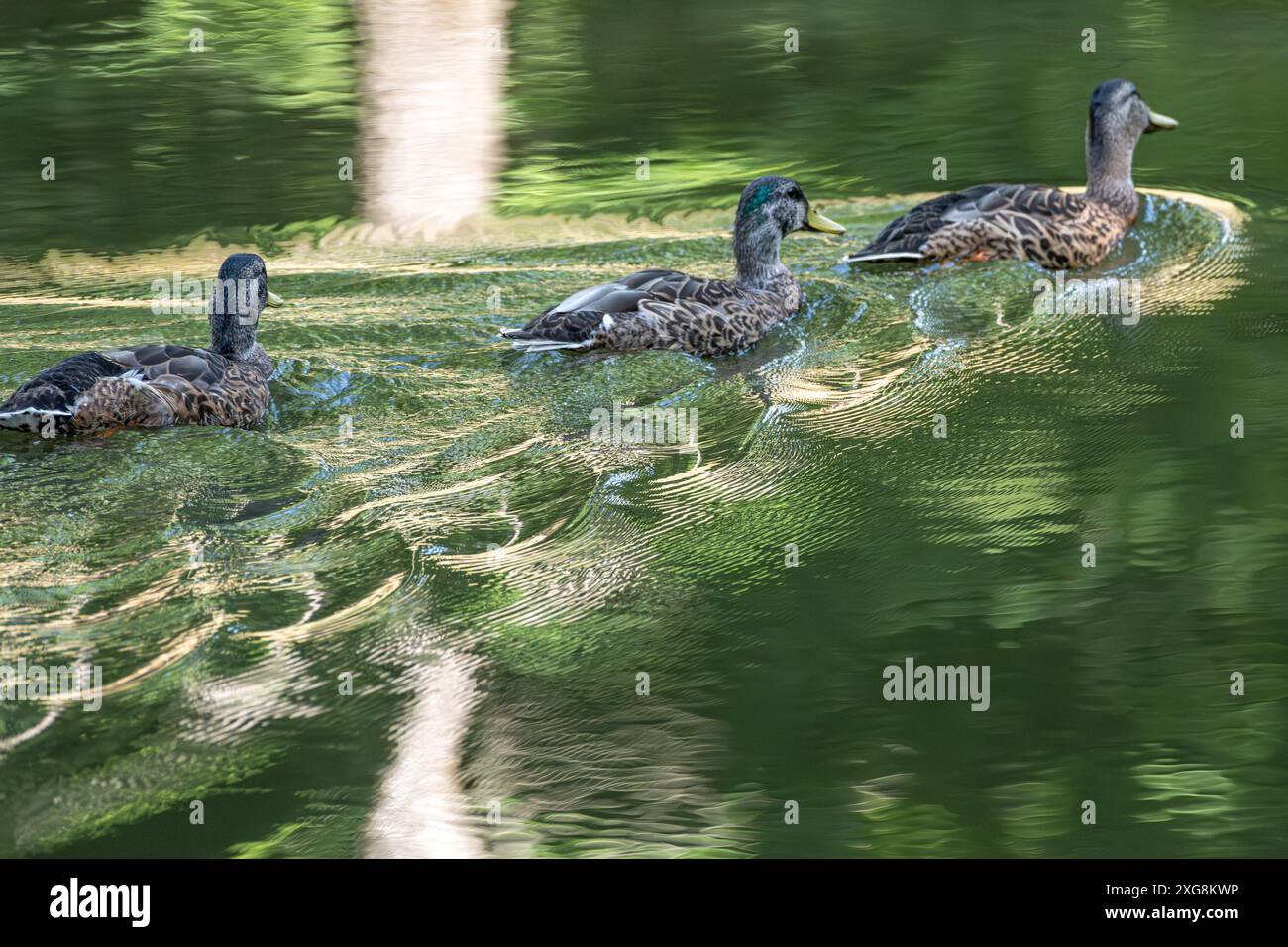 Juvenile Mallards (Anas platyrhynchos) swimming at the confluence of Butternut Creek and the Nottely River at Meeks Park in Blairsville, Georgia. (USA Stock Photo
