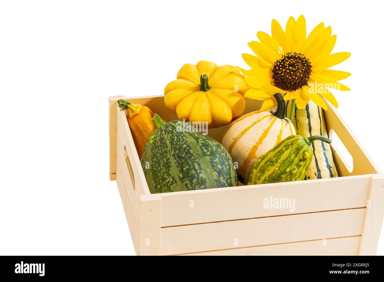 Sunflower squash hi-res stock photography and images - Alamy