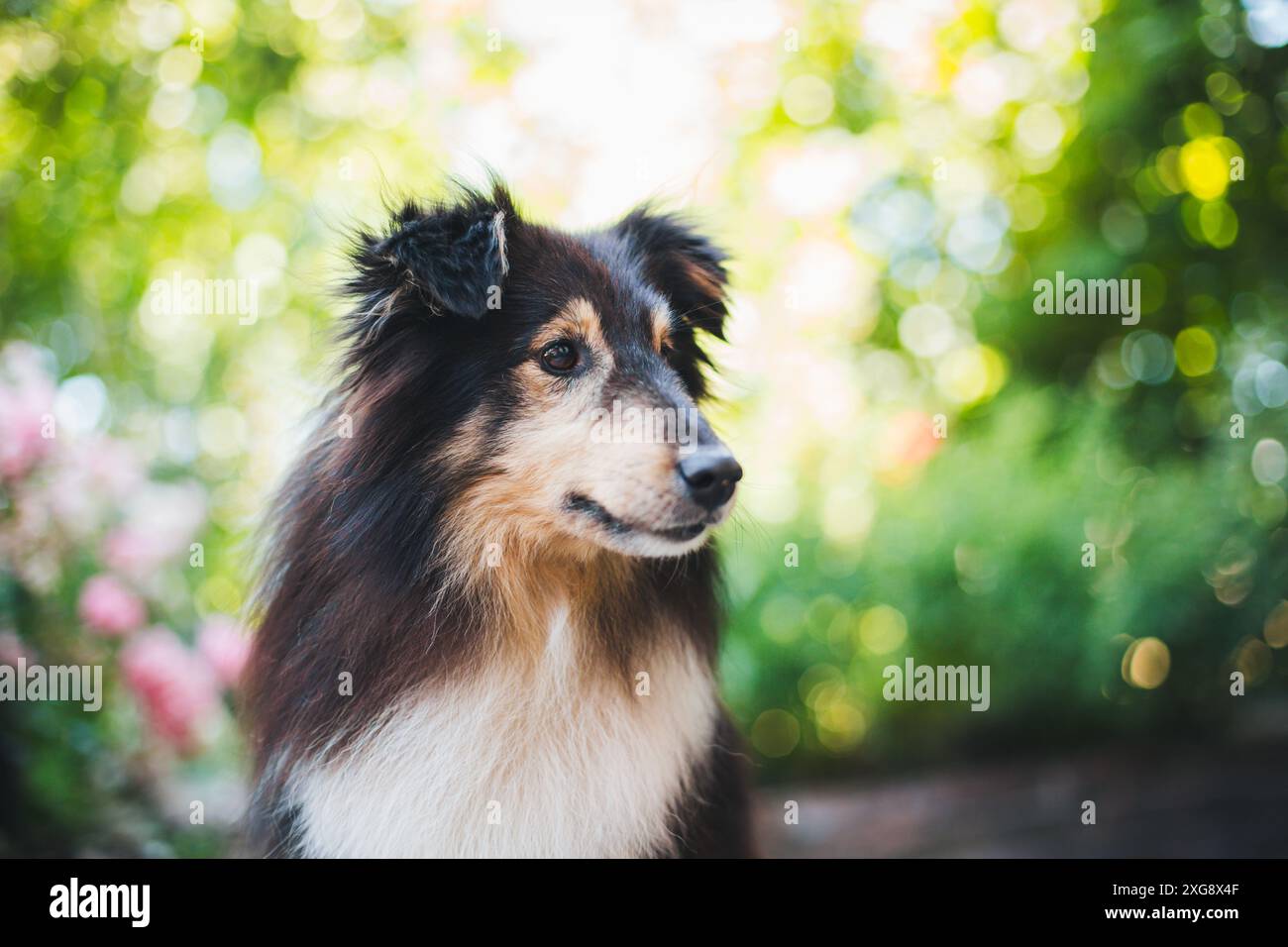 Shetland Sheepdog Autofenster-Aufkleber - Sheltie On Board 195x100mm Weiß