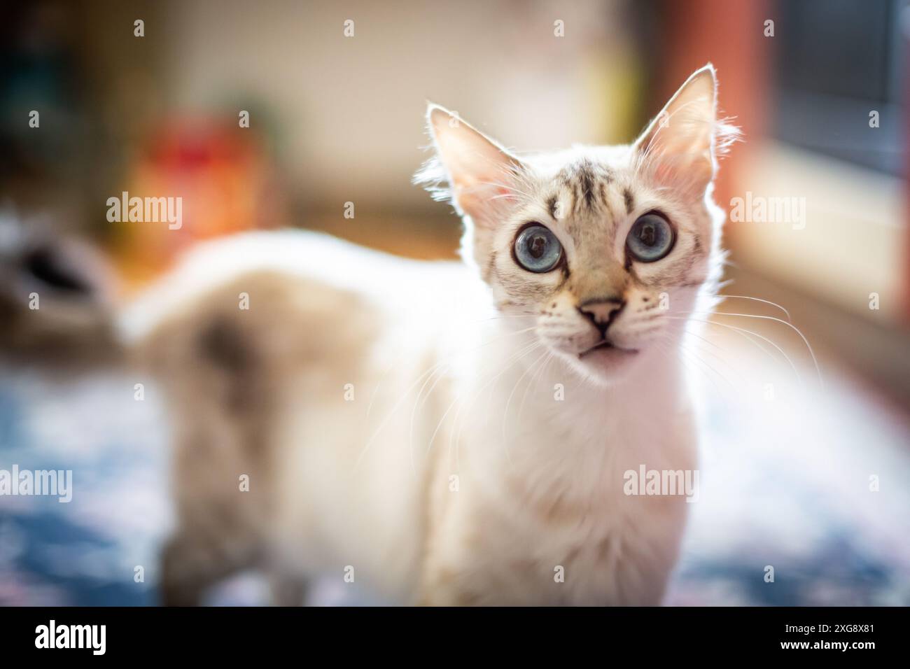 Cashmere Bengal cat Stock Photo