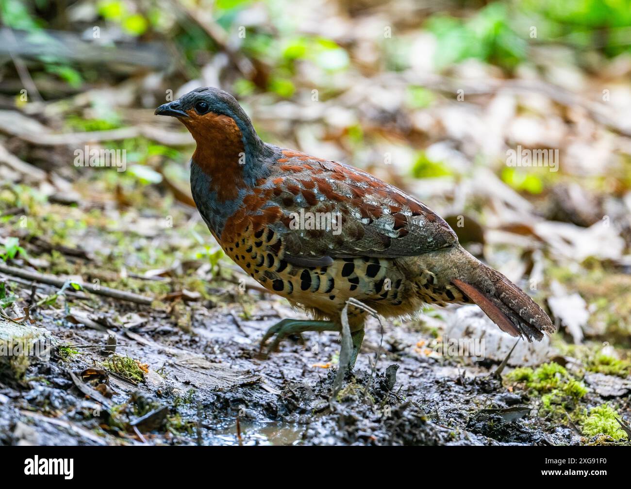 Bambusicola thoracicus hi-res stock photography and images - Alamy