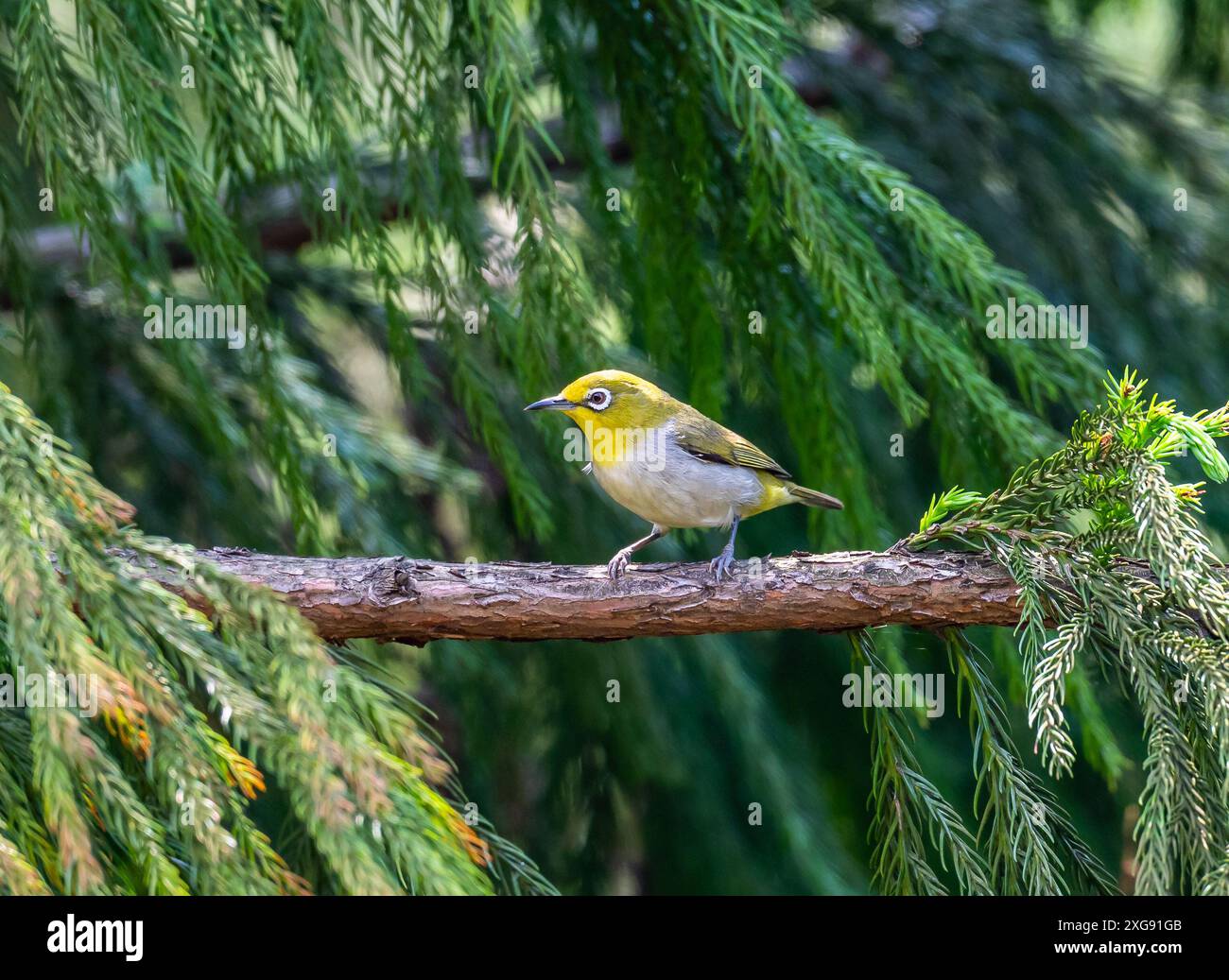 A Chestnut-flanked White-eye (Zosterops erythropleurus) perched on a branch. Sichuan, China. Stock Photo