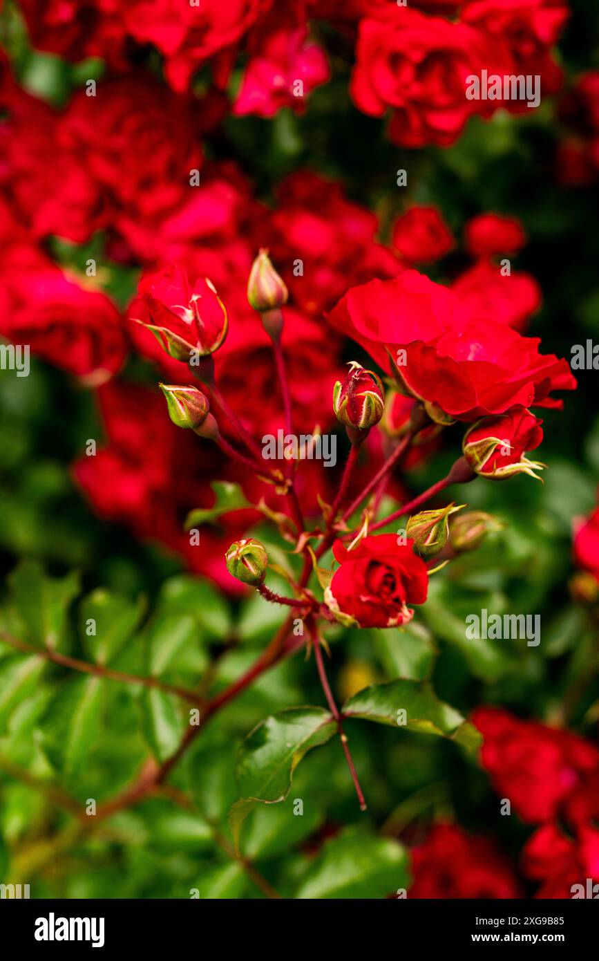 Red roses in garden daytime hi-res stock photography and images - Alamy