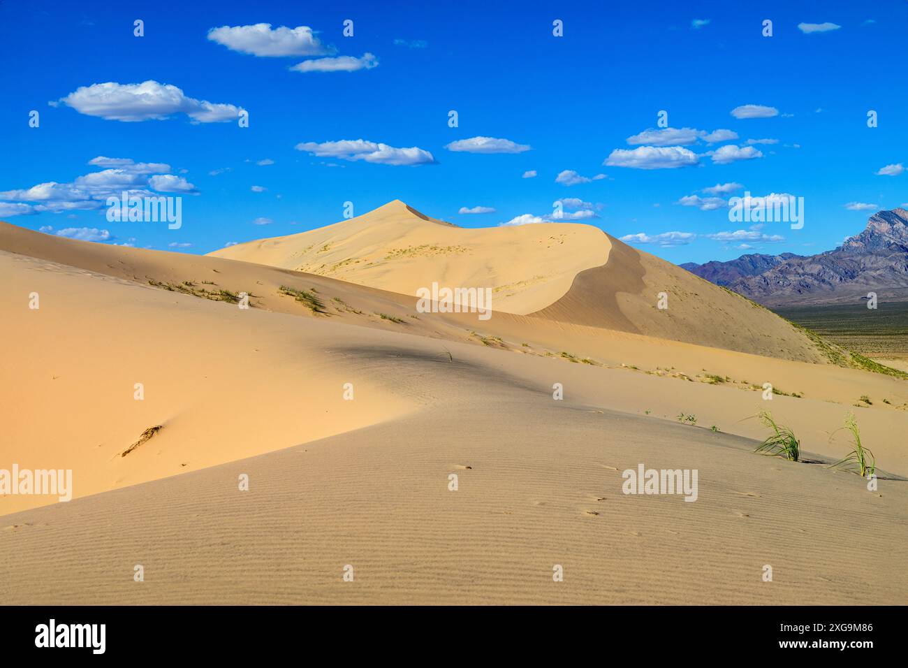 Kelso Dunes, also known as the Kelso Dune Field, is the largest field of aeolian sand deposits in the Mojave Desert. The region is protected by the Mo Stock Photo