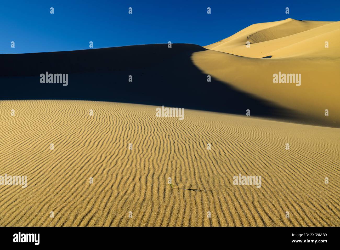 Kelso Dunes, also known as the Kelso Dune Field, is the largest field of aeolian sand deposits in the Mojave Desert. The region is protected by the Mo Stock Photo