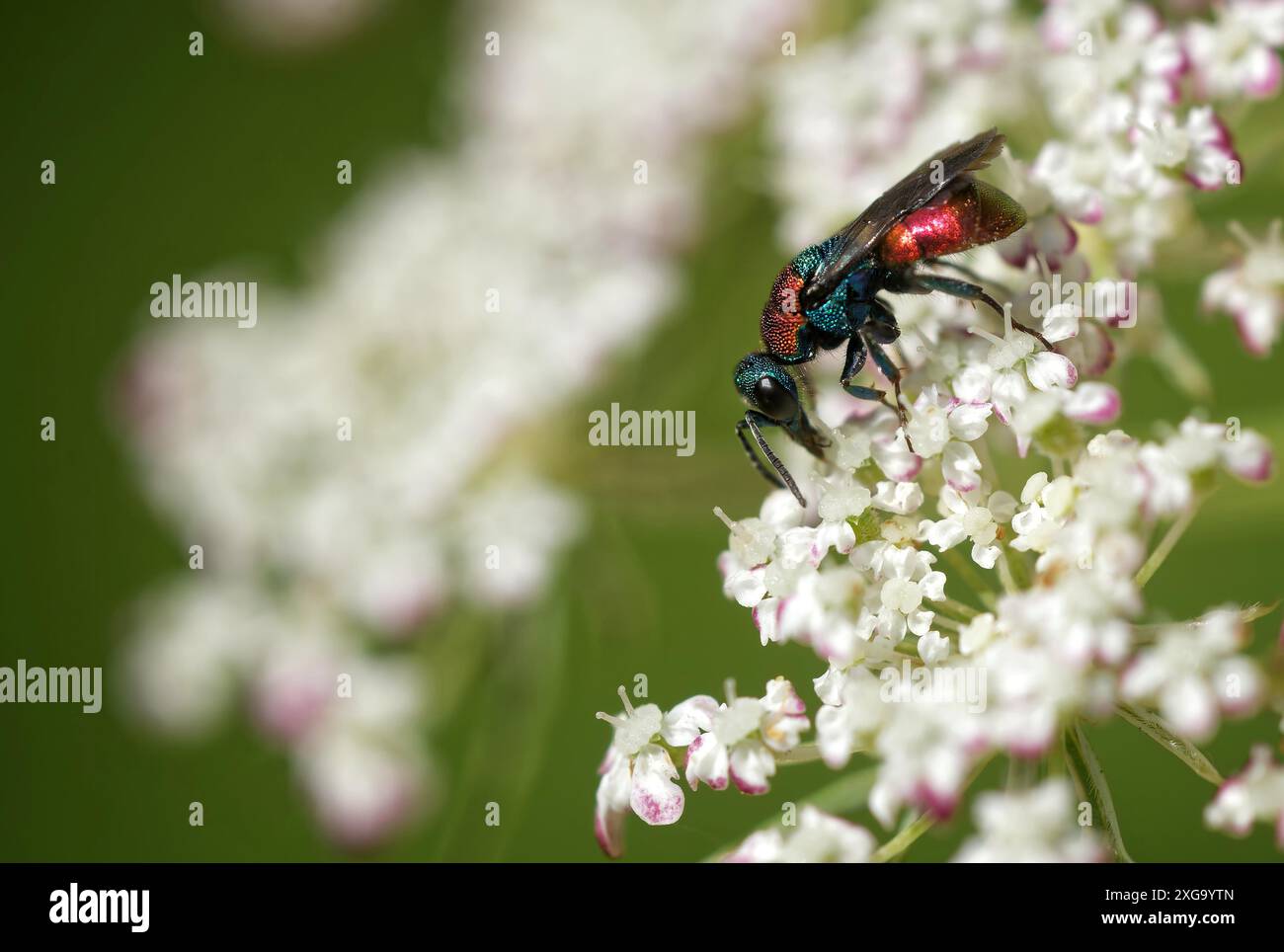 Golden wasp on the wild carrot Stock Photo