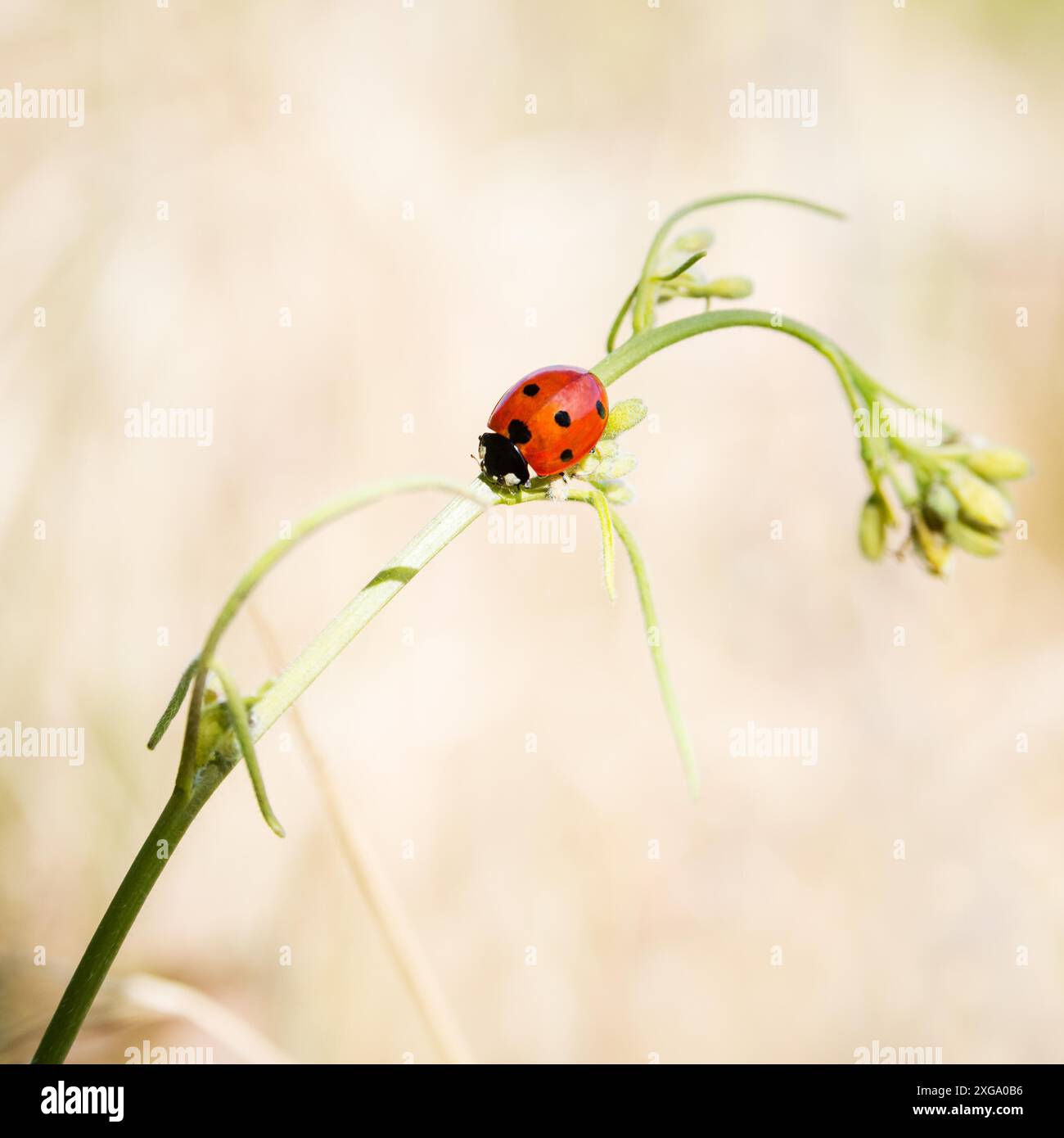 Ladybug on foliage hi-res stock photography and images - Alamy
