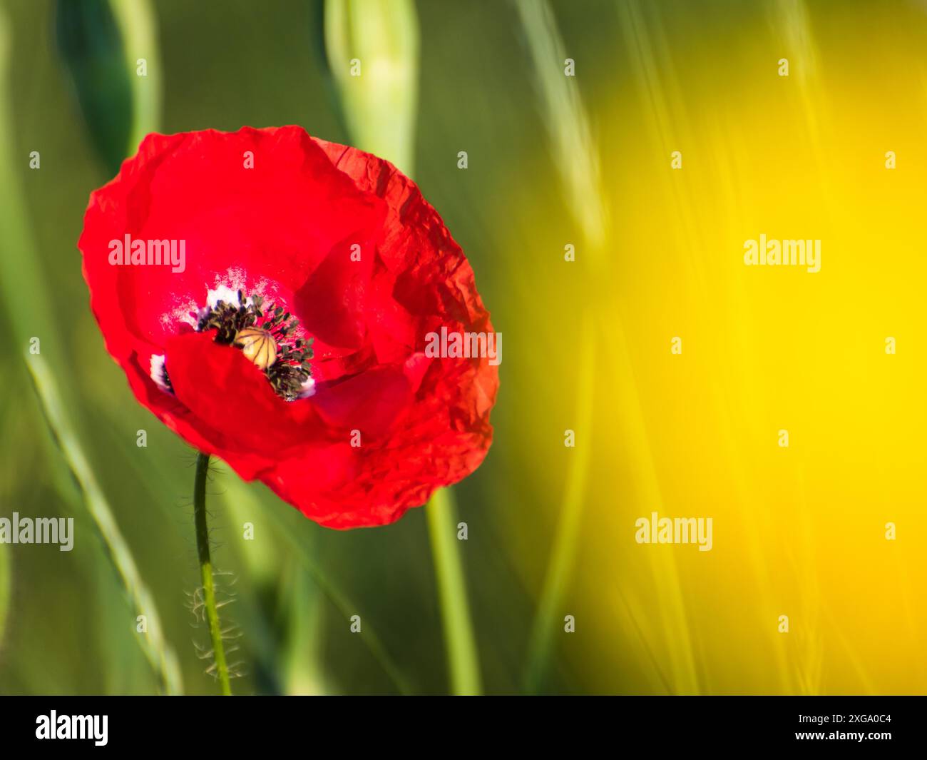 Pair red poppy flowers hi-res stock photography and images - Alamy