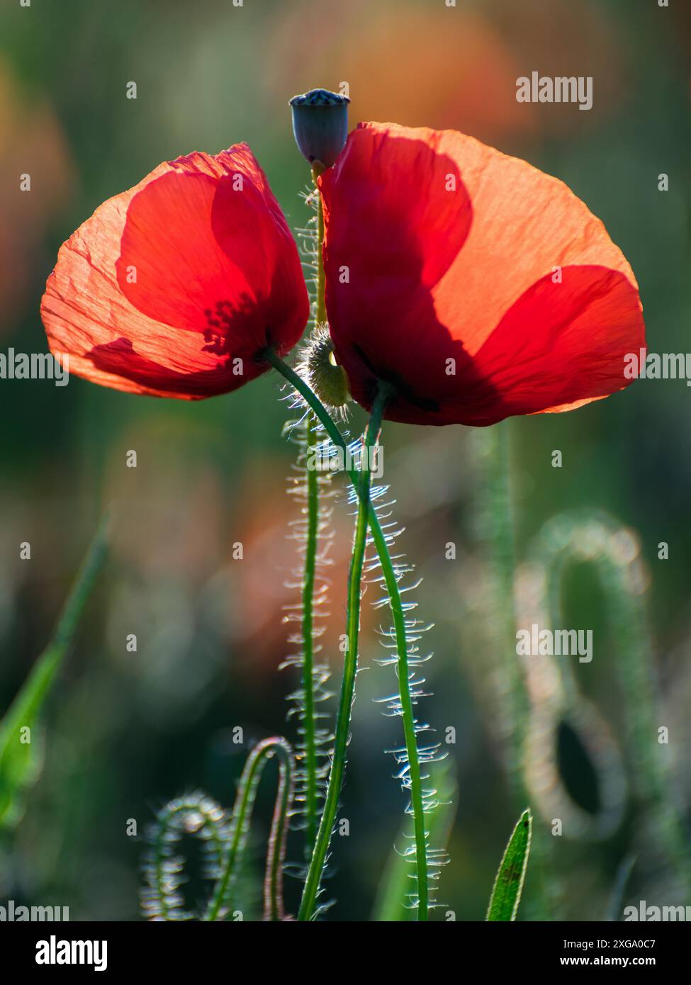 Pair red poppy flowers hi-res stock photography and images - Alamy