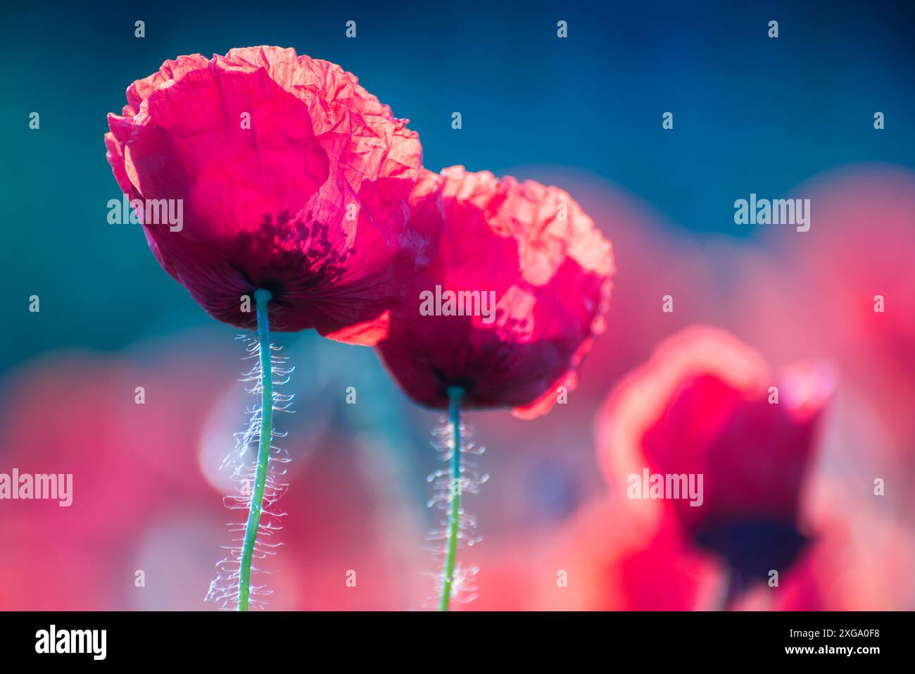 Dark red poppy hi-res stock photography and images - Alamy