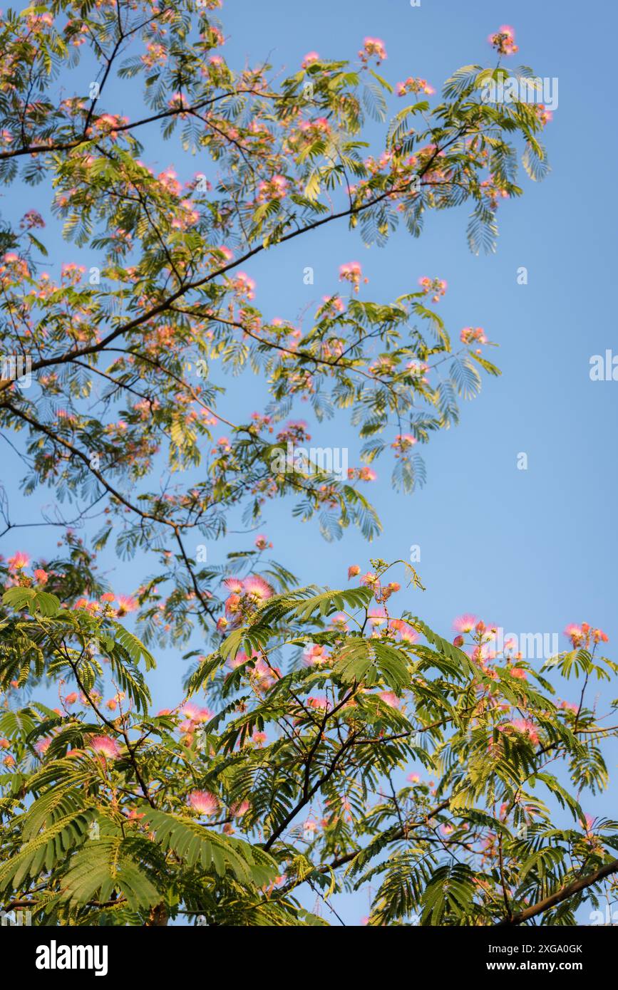 Pink silk tree Stock Photo