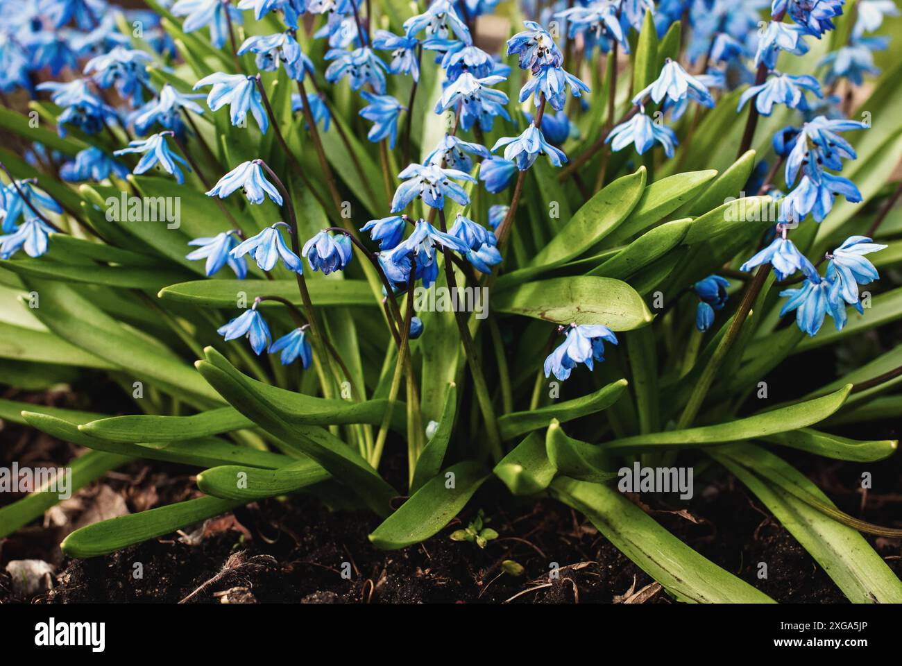 Scilla siberica (Siberian squill) (sapphire star) (wood squill) blue flowers in spring garden Stock Photo