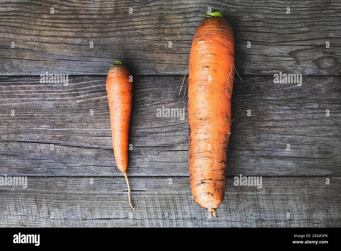 Big and small carrots, size matters concept, self esteem, self