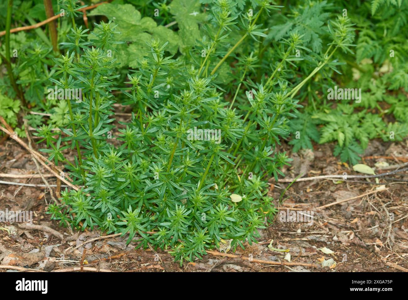 Burdock (Galium aparine), also known as catchweed. Galium aparine with common names including
