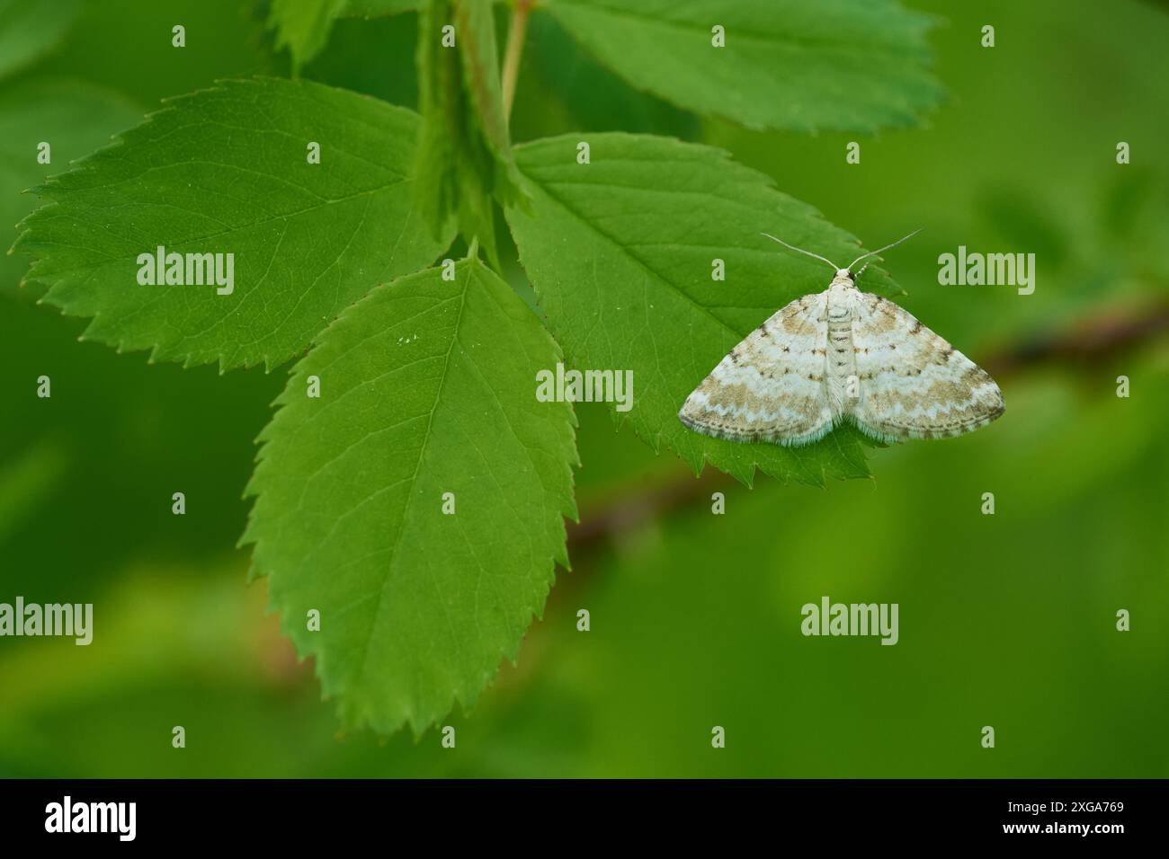 Perizoma hi-res stock photography and images - Alamy