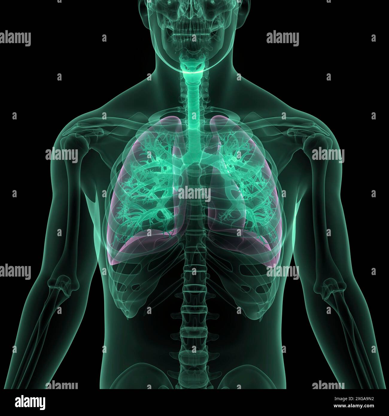 3D Illustration Concept of Human Respiratory System Lungs Anatomy Stock Photo