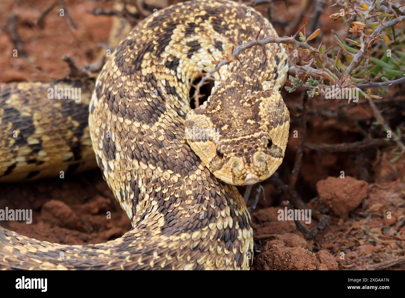 Poisonous snake in natural habitat hi-res stock photography and images ...