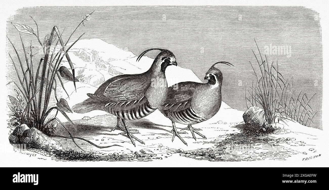 California quail illustration Cut Out Stock Images &amp; Pictures - Alamy