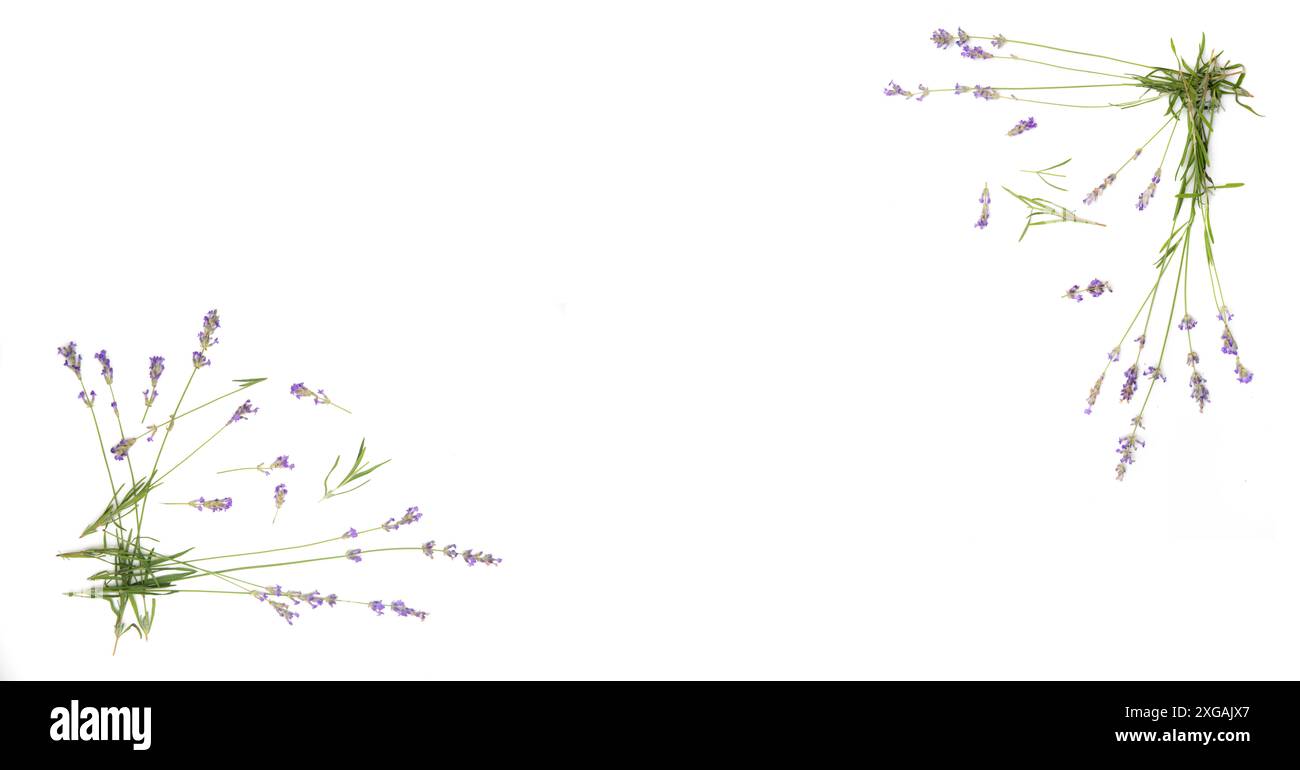 Two sprigs of lavender arranged in opposite corners on a white background. The stems are spread out to create a frame shape. Stock Photo