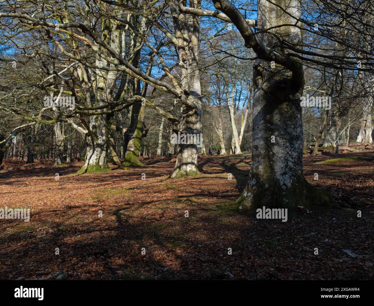 Ancient ash tree uk hi-res stock photography and images - Alamy