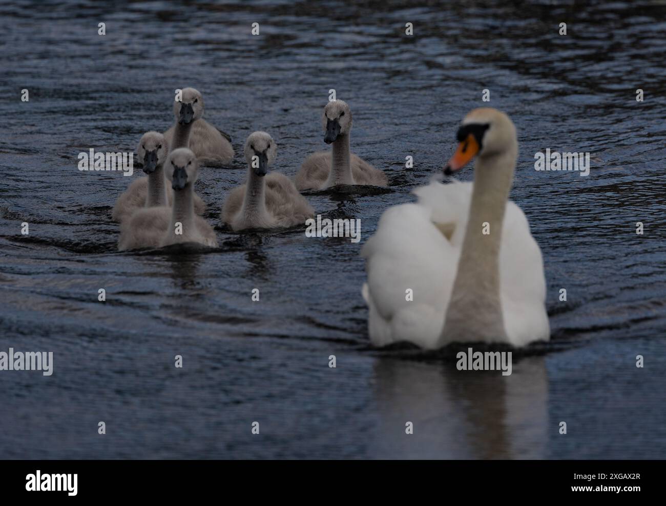 A Mute swan and babies swimming in a reflecting blue water Stock Photo ...