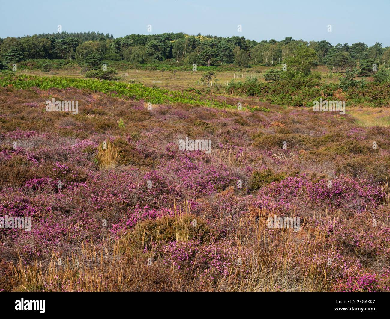 Arne rspb reserve hi-res stock photography and images - Alamy