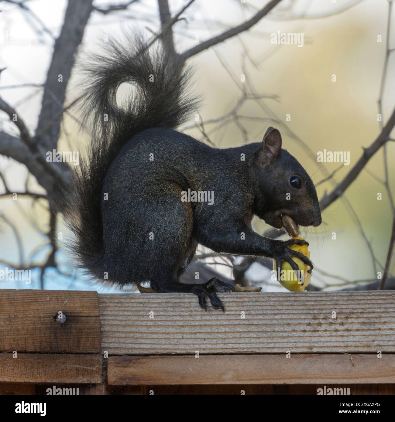 Black Color Morphed Eastern Gray Squirrel Cracking Apricot Pit. Stock Photo