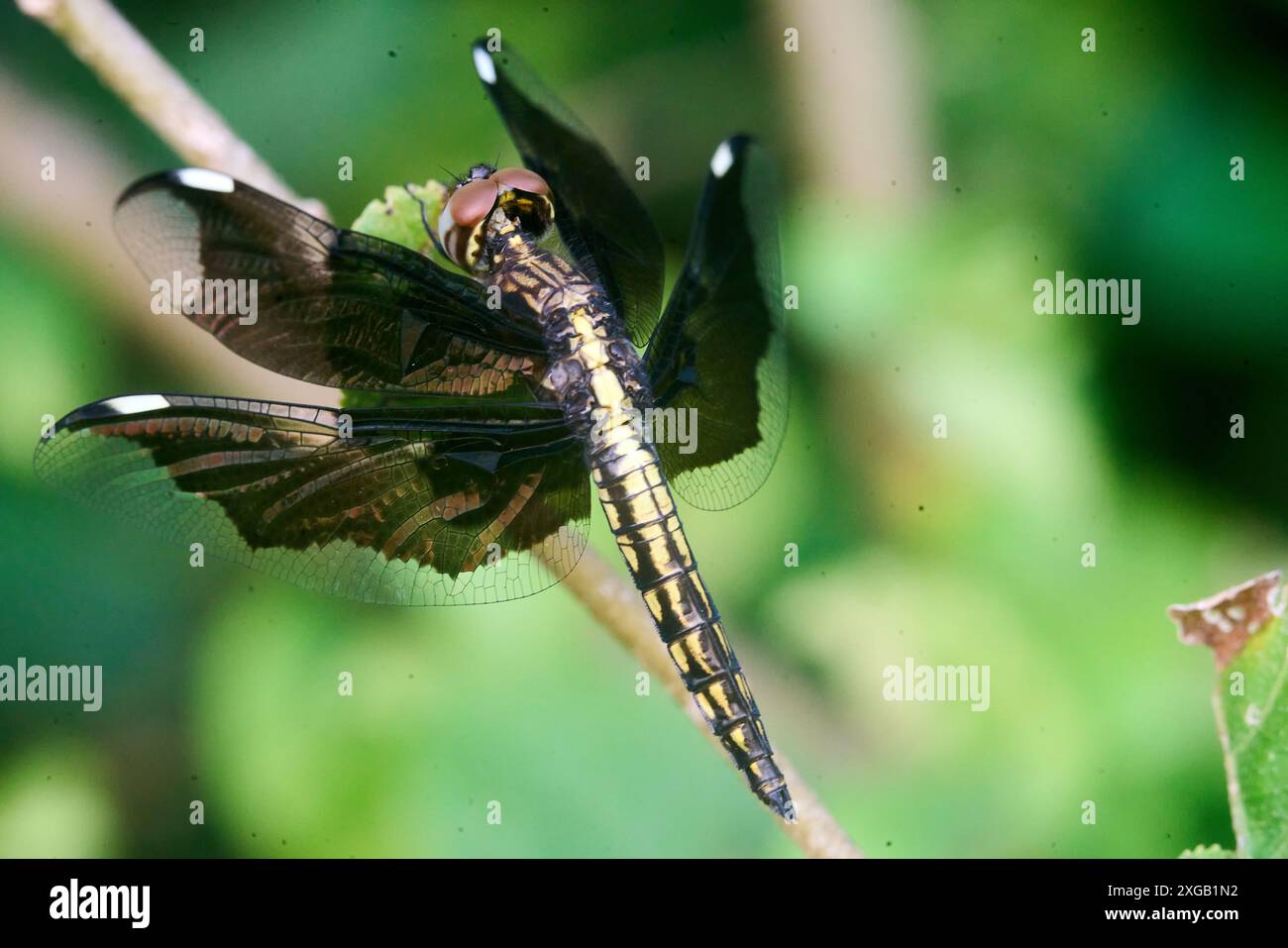 Palpopleura vestita, sometimes also called the Silver Widow, is a species of dragonfly in the family Libellulidae and is endemic to Madagascar. Stock Photo