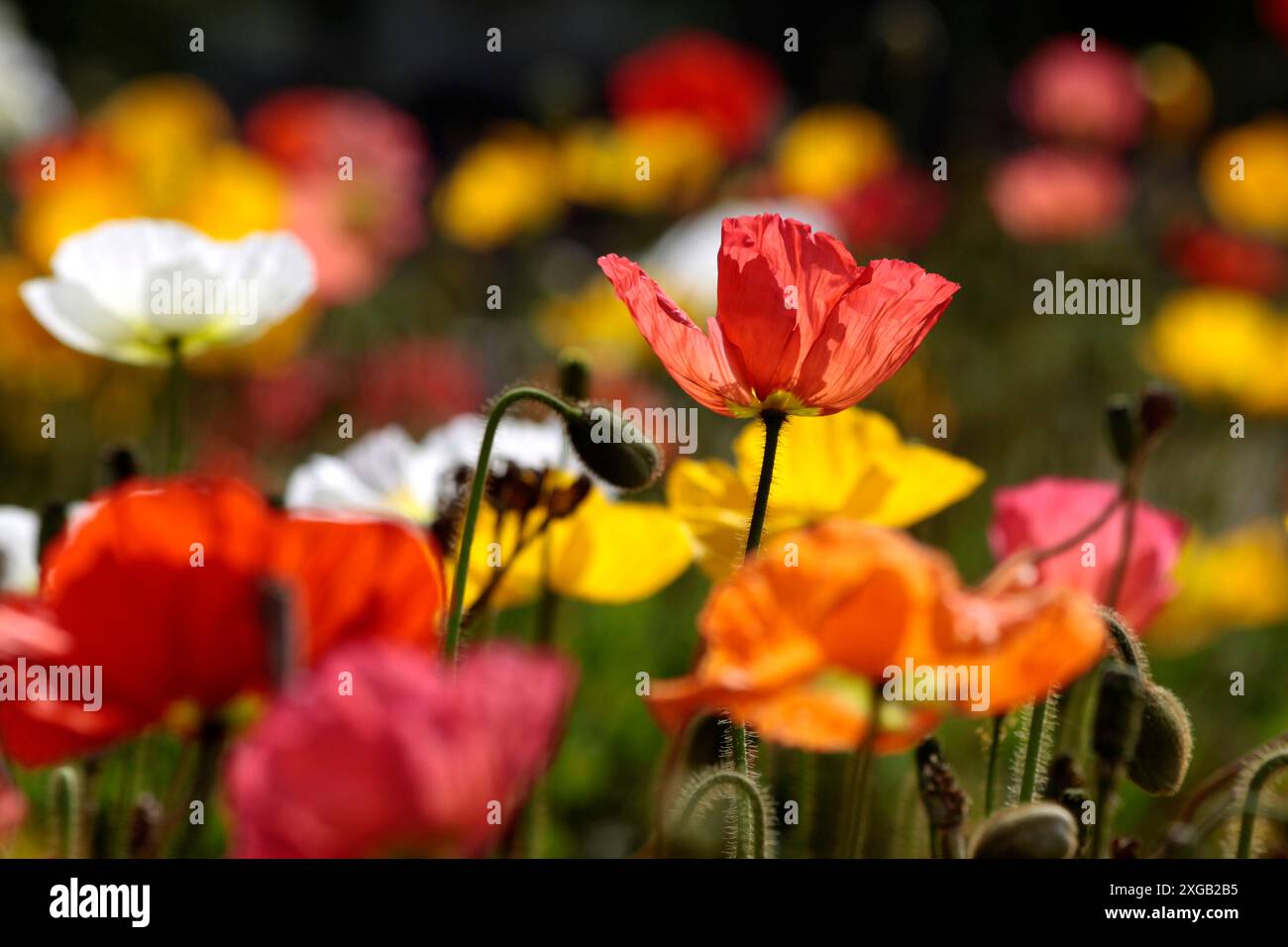 botany, multi-coloured poppy in the government garden in Rotorua, Bay of Plenty, North Iceland, ADDITIONAL-RIGHTS-CLEARANCE-INFO-NOT-AVAILABLE Stock Photo