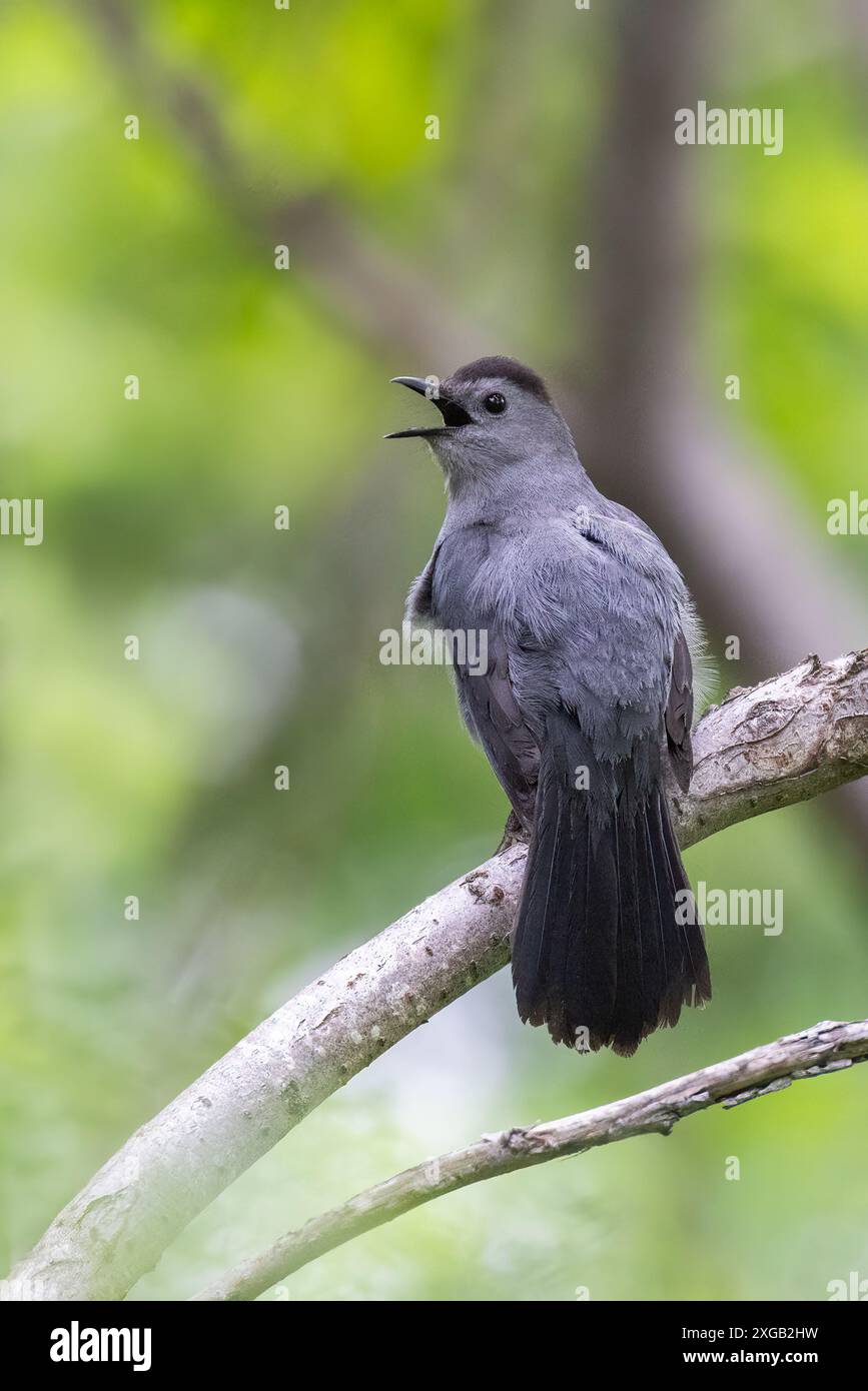 Catbird male hi-res stock photography and images - Alamy