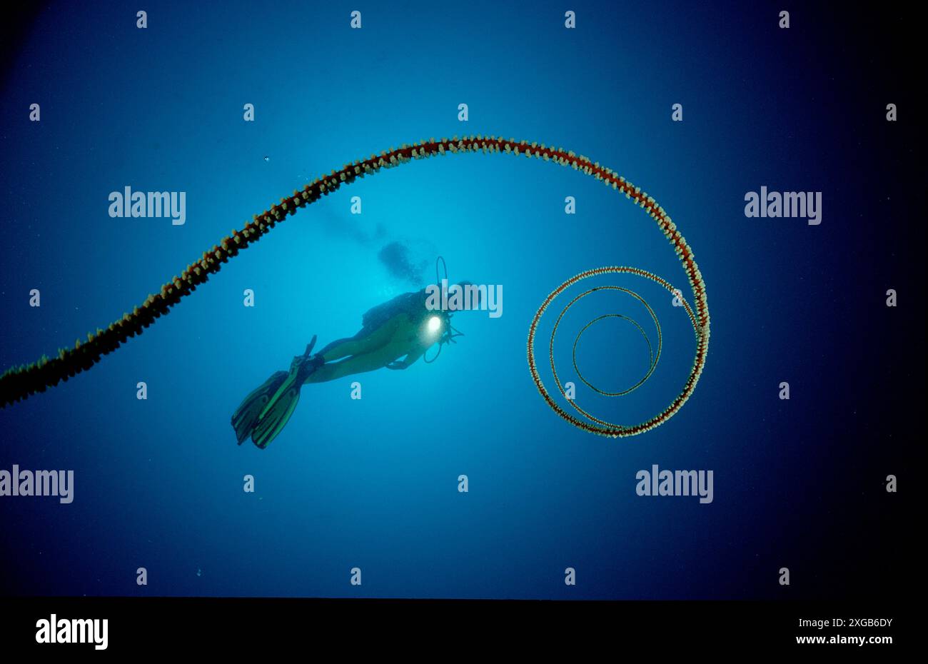 Scuba Path Spiral wire coral and scuba diver, Cirripathes spiralis, Maldives ...