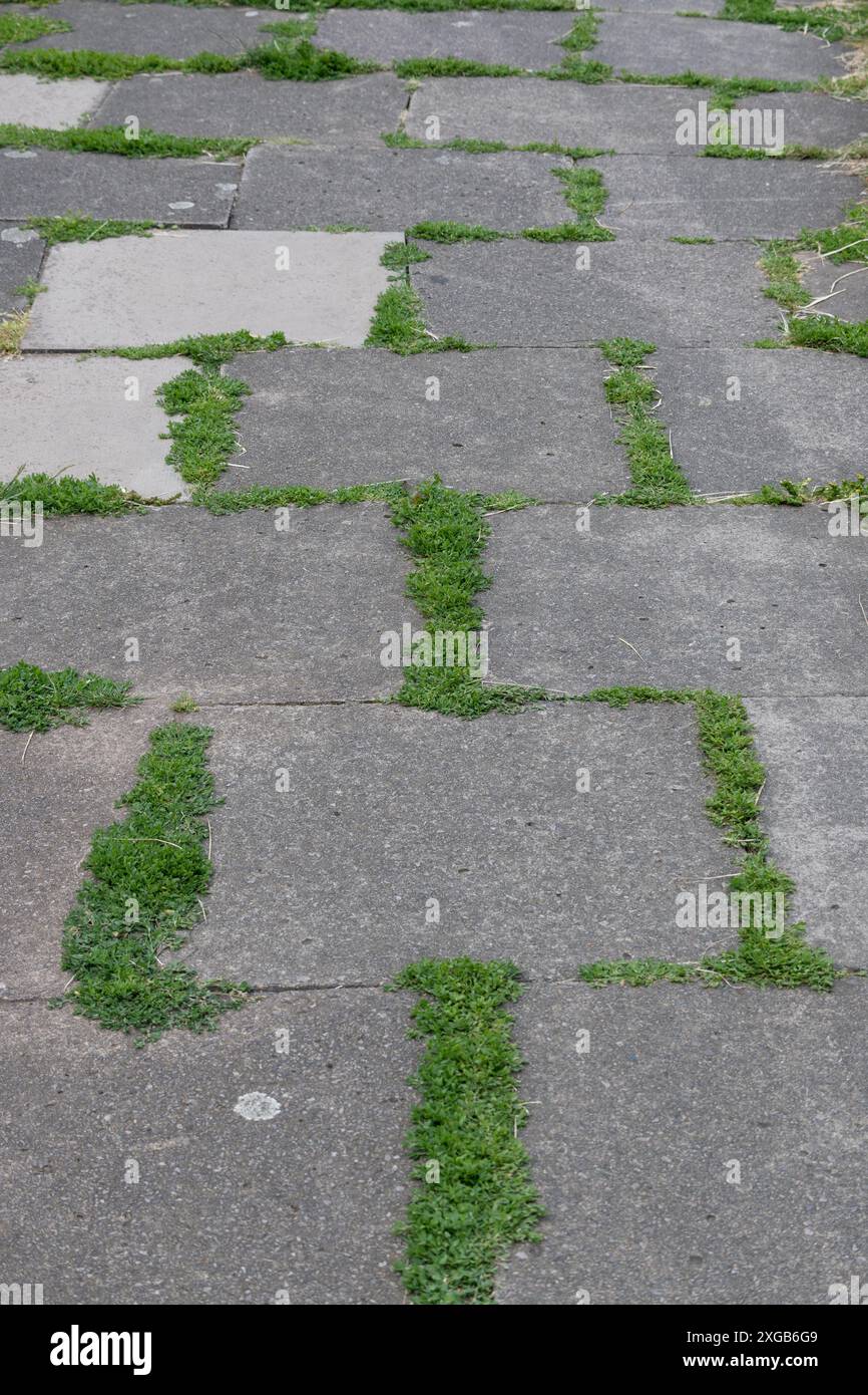 Weeds growing between paving slabs, Coventry, UK Stock Photo Alamy