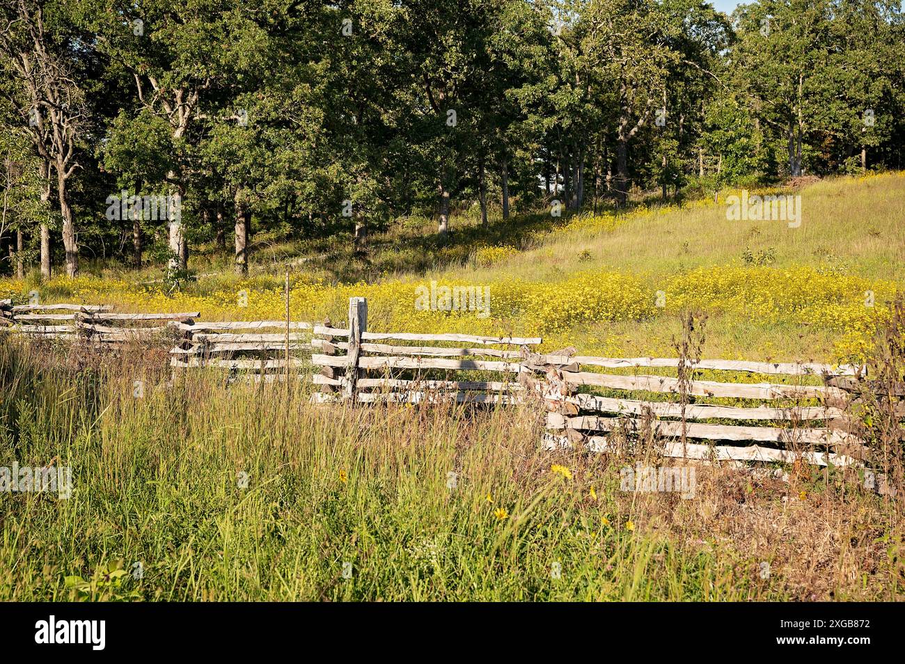 Rustic wooden fence with yellow flowers and a lush green field Stock ...