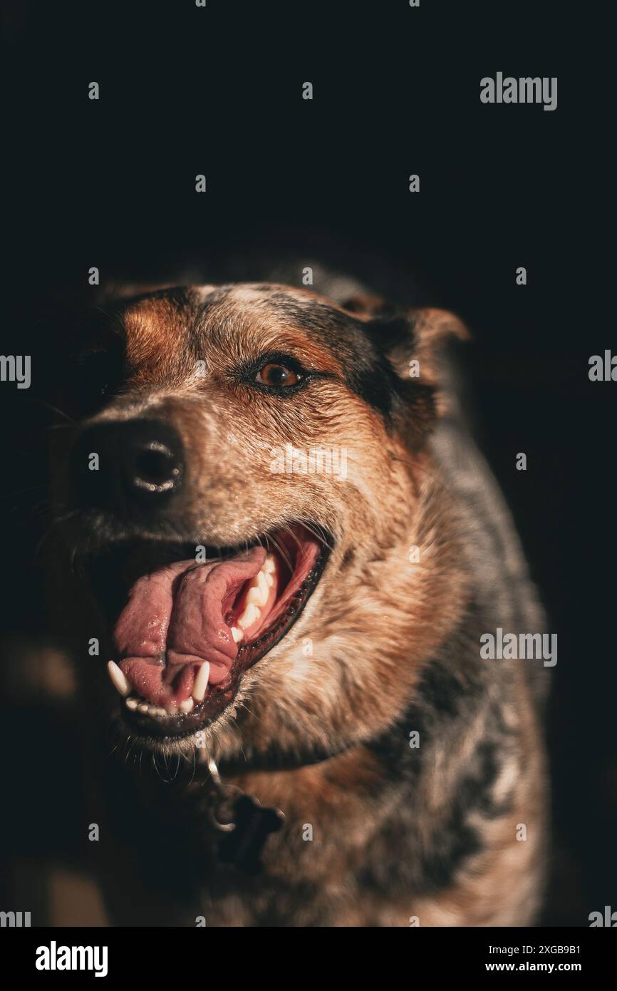 Australian backdrop hi-res stock photography and images - Alamy