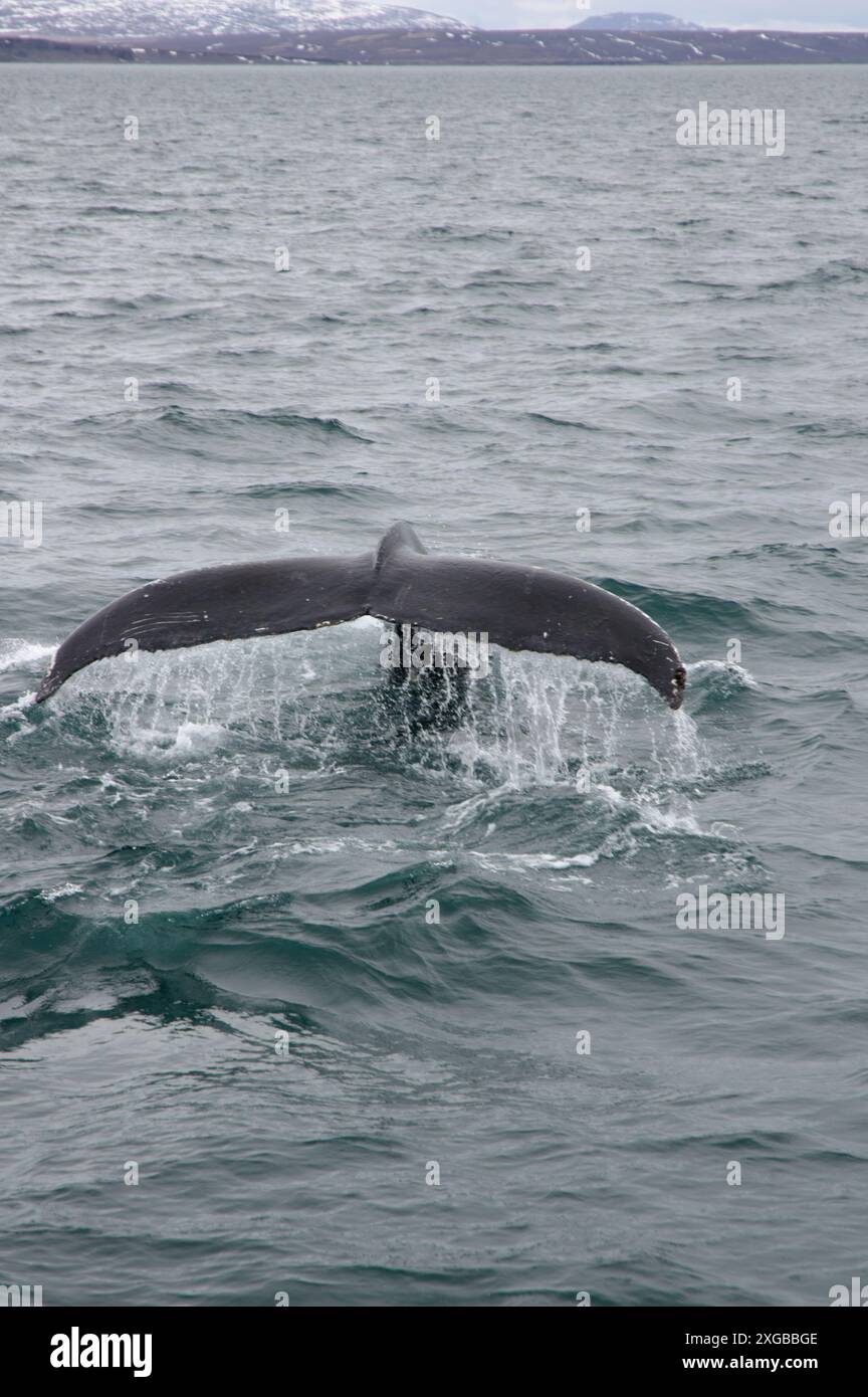 Humpback whale splashing fluke hi-res stock photography and images - Alamy