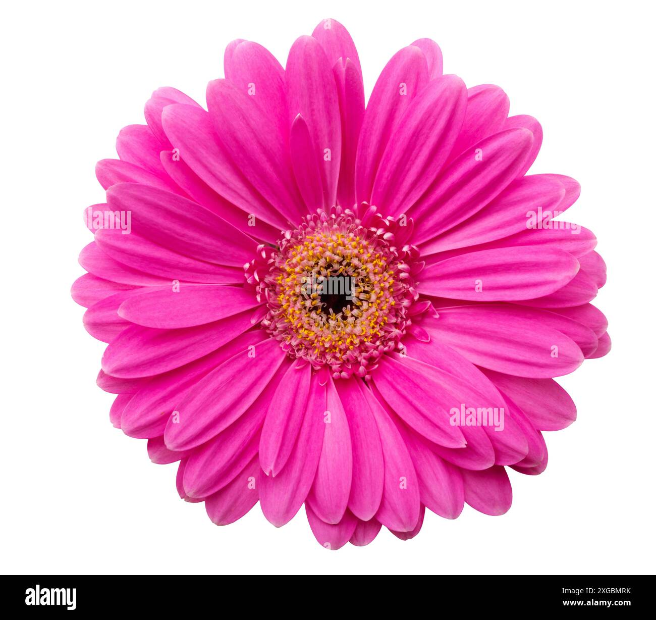 Pink gerbera flower  isolated on white background Stock Photo
