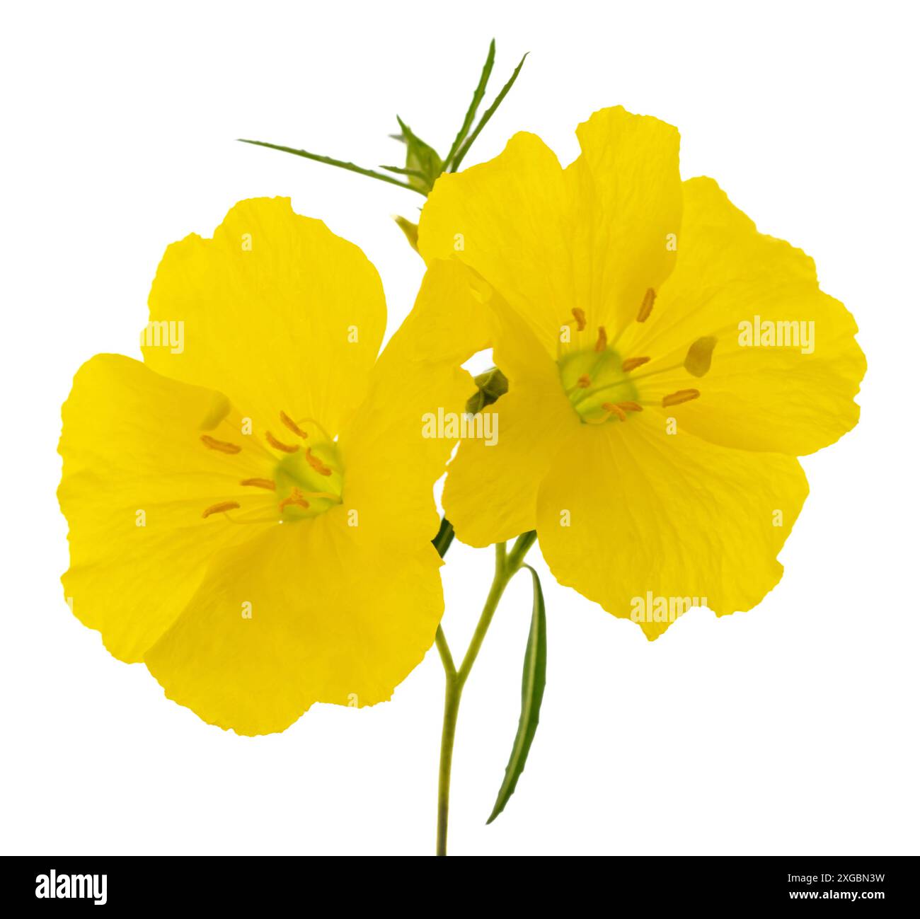 Hartweg's sundrops flowers isolated on white Stock Photo