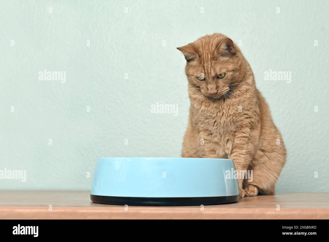 Charming red cat sitting next to a food bowl and waiting vor food. Stock Photo