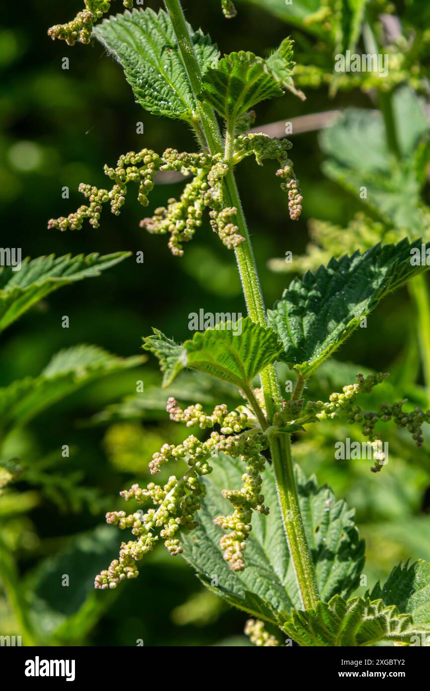 Mathunga Benefits Wound healing plant hi-res stock photography and images - Alamy