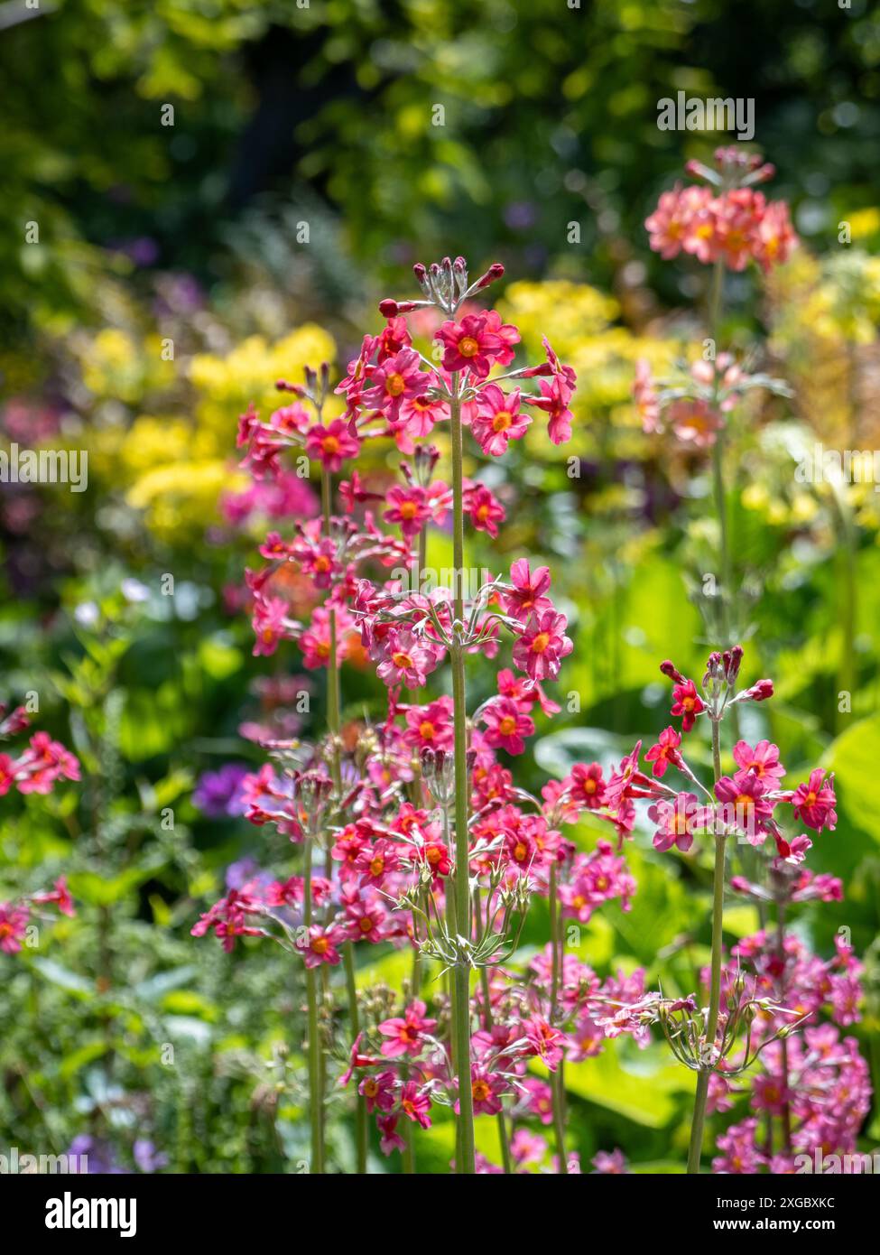 Pink backlighting hi-res stock photography and images - Alamy